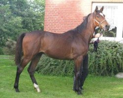 stallion Calico Jack (Holsteiner, 2012, from Casall)