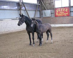 broodmare Sarah S (Holsteiner, 2002, from Contender)