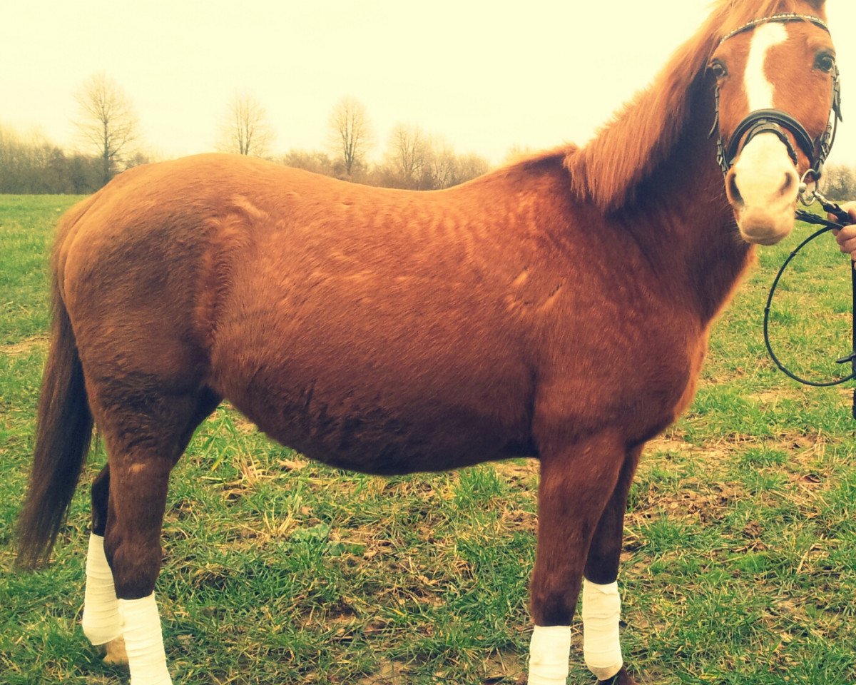 broodmare Orchid's Lunifera (New Forest Pony, 1995, from Ralph)