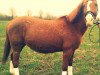 broodmare Orchid's Lunifera (New Forest Pony, 1995, from Ralph)