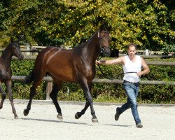 broodmare Autenz (Trakehner, 2006, from Harlem Go)