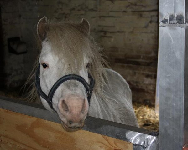 stallion Duco v.d.Schutlakenweg (Dt.Part-bred Shetland pony, 2006, from Orion van Stal Ciroshet)