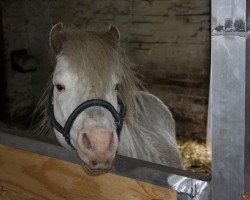 Pferd Duco v.d.Schutlakenweg (Dt.Part-bred Shetland Pony, 2006, von Orion van Stal Ciroshet)