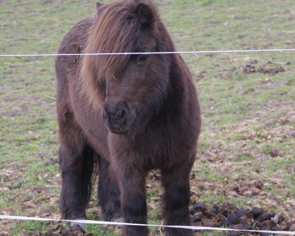 horse Florian (Shetland Pony, 1993, from Funkturm A 160 DDR)