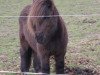 horse Florian (Shetland Pony, 1993, from Funkturm A 160 DDR)