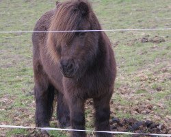 Pferd Florian (Shetland Pony, 1993, von Funkturm A 160 DDR)