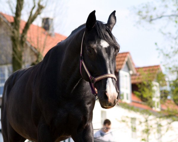 dressage horse Sonic 12 (Württemberger, 2006, from Sir Oldenburg)