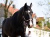 dressage horse Sonic 12 (Württemberger, 2006, from Sir Oldenburg)