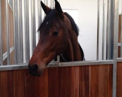 broodmare Sheila 313 (Holsteiner, 2002, from Candillo Z)