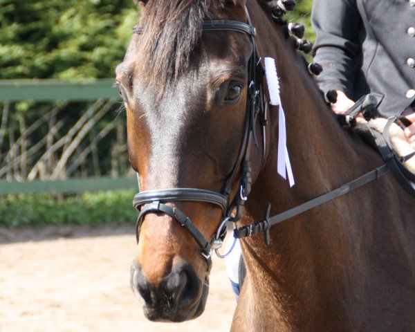 jumper Finezja (Polish Warmblood, 2000, from Cantal)