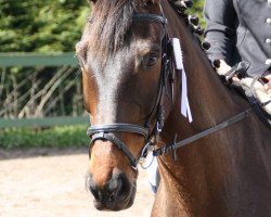 jumper Finezja (Polish Warmblood, 2000, from Cantal)