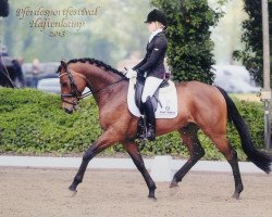 dressage horse Daylano (Oldenburg, 2008, from Daddy Cool)