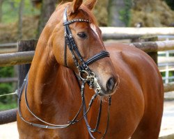 dressage horse Beyonce (Westphalian, 2004, from Belissimo NRW)