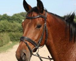 dressage horse Mon Bijou 43 (Trakehner, 2002, from Connery)