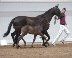 broodmare Falling Star (Trakehner, 1997, from Hohenstein I)