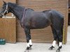 broodmare Kimberly 124 (Trakehner, 2003, from Caprimond)