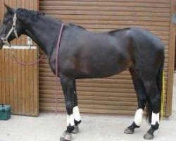 broodmare Kimberly 124 (Trakehner, 2003, from Caprimond)