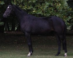 Springpferd Irina (Trakehner, 2009, von K2 T)