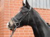 dressage horse Fernando X (Trakehner, 2009, from Imperio 3)