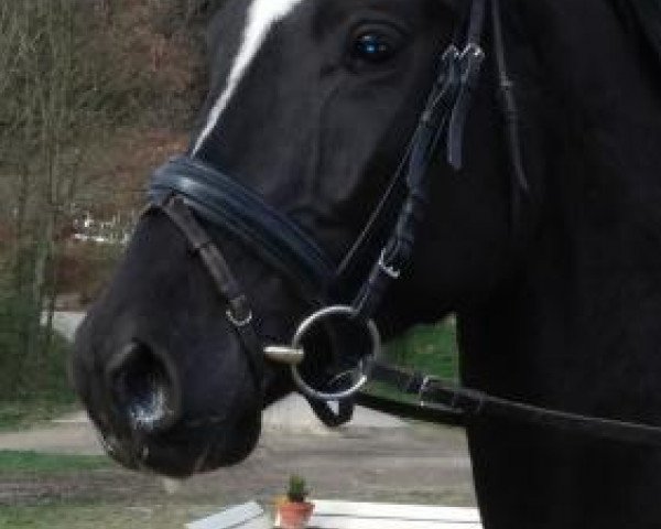 Pferd Harley (Trakehner, 2011, von Couracius)