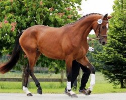 dressage horse Guiletta 8 (Trakehner, 2010, from Cadeau)