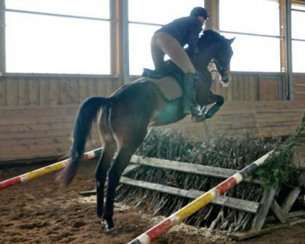 broodmare Lilie vW (Trakehner, 2010, from Kronprinz)