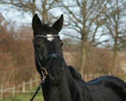 dressage horse Petite Noire (Trakehner, 2009, from Axis TSF)