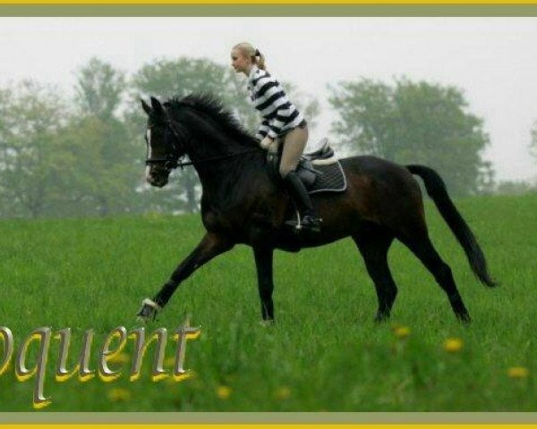 stallion Eloquent (Trakehner, 1995, from Saint Cloud)
