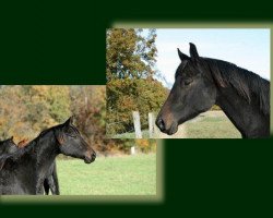 broodmare Viabella (Trakehner, 2008, from Easy Game)