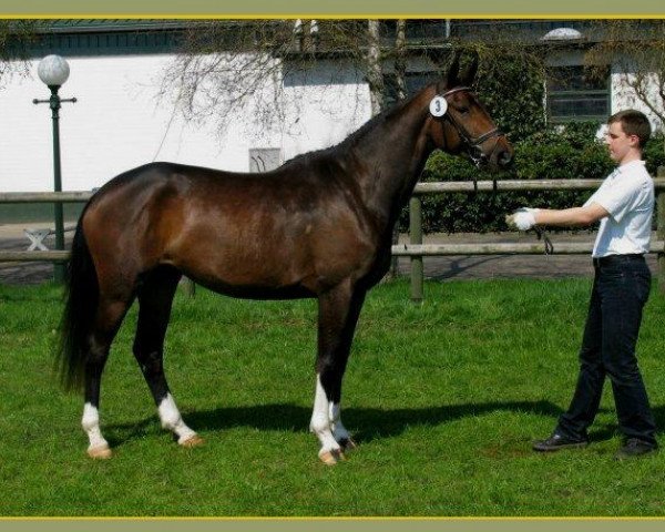 broodmare Herzluna (Trakehner, 2003, from Axis TSF)