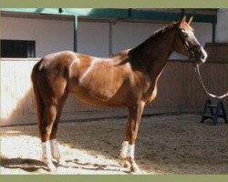 broodmare Catwalk (Trakehner, 2004, from Herzruf)