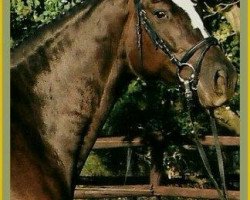 broodmare Patina (Trakehner, 1999, from Latimer)