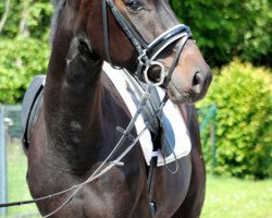 dressage horse Dinozzo da Capo (Hanoverian, 2009, from Don Frederico)