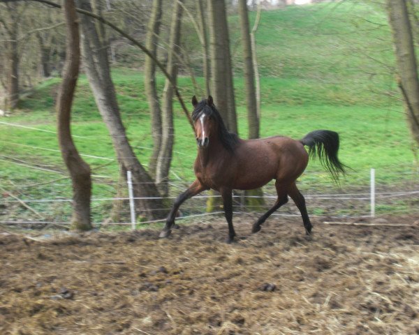 horse Jalil Aramash ox (Arabian thoroughbred, 2006, from Padrons Kadar ox)