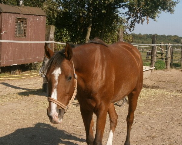 horse Dorina (Arabian thoroughbred, 1995, from Taymur ox)