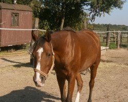 Pferd Dorina (Vollblutaraber, 1995, von Taymur ox)