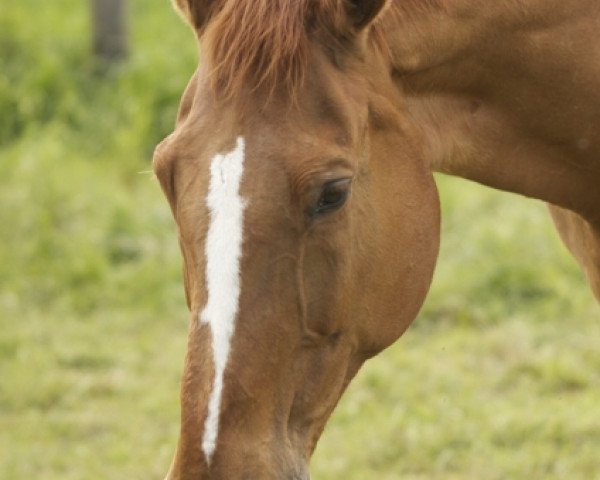 broodmare Wynora (Hanoverian, 1992, from Werther)