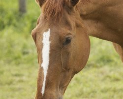 broodmare Wynora (Hanoverian, 1992, from Werther)