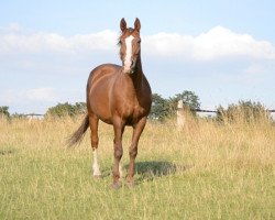 broodmare Wenzi (Hanoverian, 1990, from Wenzel II)