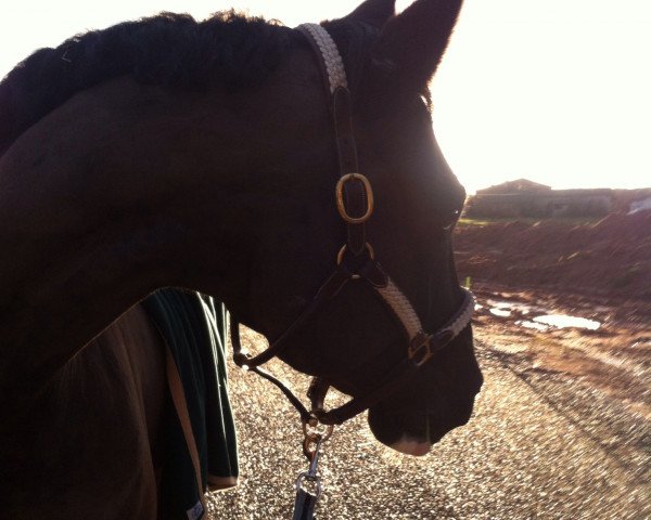 dressage horse Santo Stefano Francis (Hanoverian, 2001, from Fabriano)