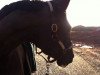 dressage horse Santo Stefano Francis (Hanoverian, 2001, from Fabriano)