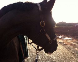 dressage horse Santo Stefano Francis (Hanoverian, 2001, from Fabriano)