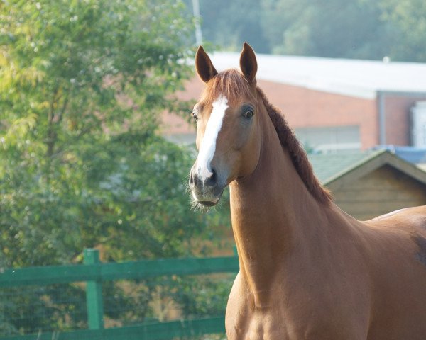 dressage horse Ralph Lauren 3 (Westphalian, 2000, from Rheingau)