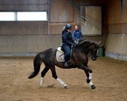 dressage horse Quentina 4 (Württemberger, 2002, from Qantas de L)