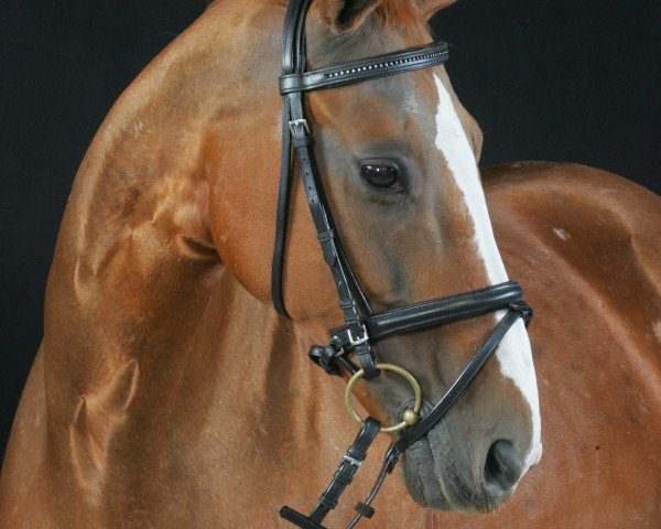 horse Werolina (Hanoverian, 1995, from Wousselt)