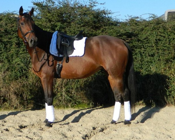 broodmare Amy (German Sport Horse, 2005, from Landfriese II)