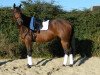 broodmare Amy (German Sport Horse, 2005, from Landfriese II)