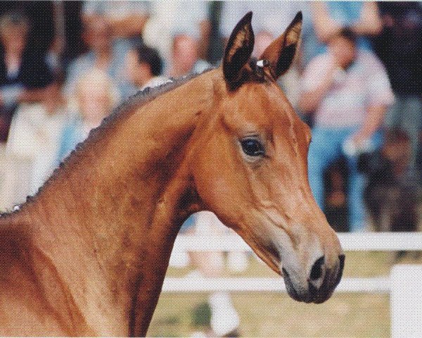 Zuchtstute Atlanta (Deutsches Sportpferd, 1995, von Moravia)