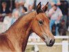 broodmare Atlanta (German Sport Horse, 1995, from Moravia)