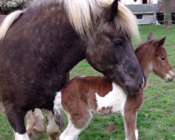 Zuchtstute Lisa du Coulmi (Belgisches Warmblut,  )